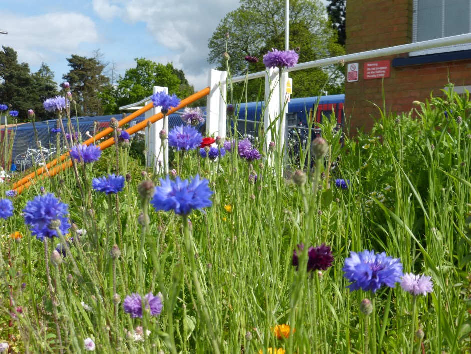 Brookwood Station flowers