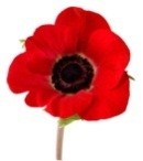 Poppy